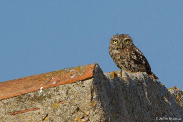 Chevêche d'Athéna — Athene noctua (Scopoli, 1769), (Sagres (Vila do Bispo), (Algarve), Portugal, le 31/08/2018)