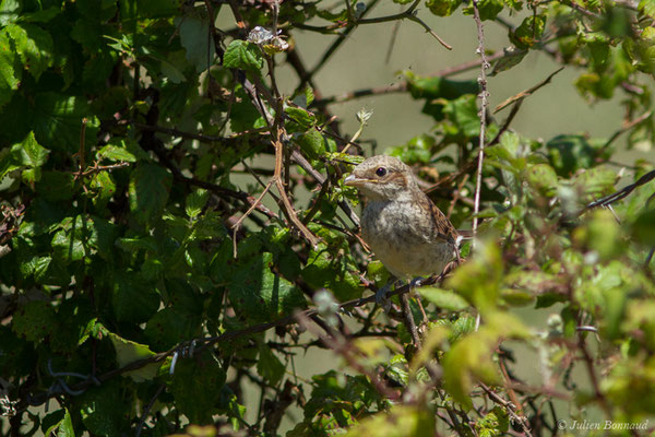 Pie-grièche écorcheur — Lanius collurio Linnaeus, 1758, (juvénile) (Saint-Sorlin-de-Cognac (17), France, le 21/06/2018)