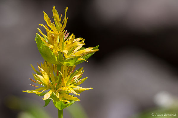 Grande gentiane — Gentiana lutea L., 1753, (lac d'Ayous, Laruns (64), France, le 13/07/2019)