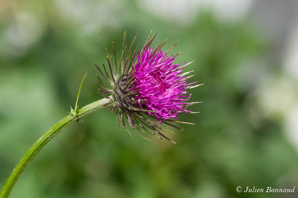 Chardon à pédoncules nus, Chardon décapité — Carduus defloratus L., 1759, (Cette-Eygun (64), France, le 23/04/2021)