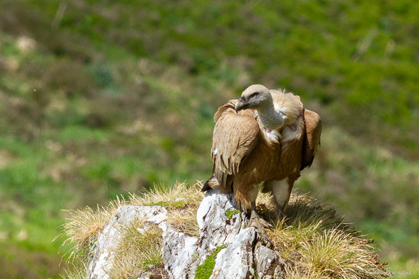 Vautour fauve — Gyps fulvus (Hablizl, 1783), (station de ski de Gourette, Eaux-Bonnes (64), France, le 27/05/2022)