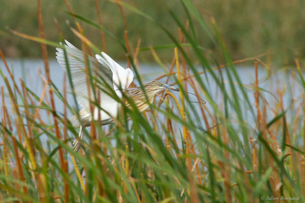 Crabier chevelu — Ardeola ralloides (Scopoli, 1769), (Parc Naturel du Delta de l'Ebre (Catalogne), Espagne, le 06/06/2022)