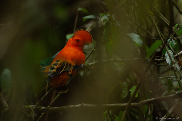 Coq-de-roche orange — Rupicola rupicola (Linnaeus, 1766)