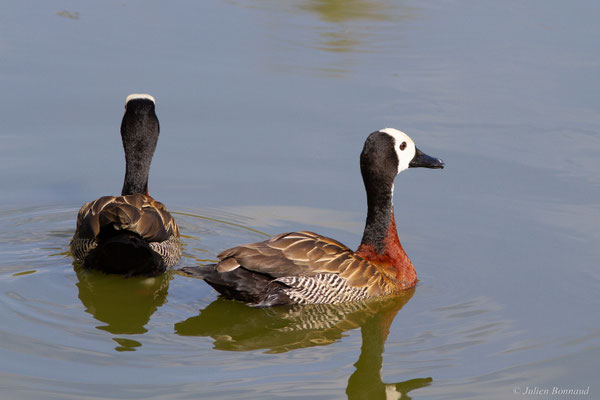 Dendrocygne veuf — Dendrocygna viduata (Linnaeus, 1766)