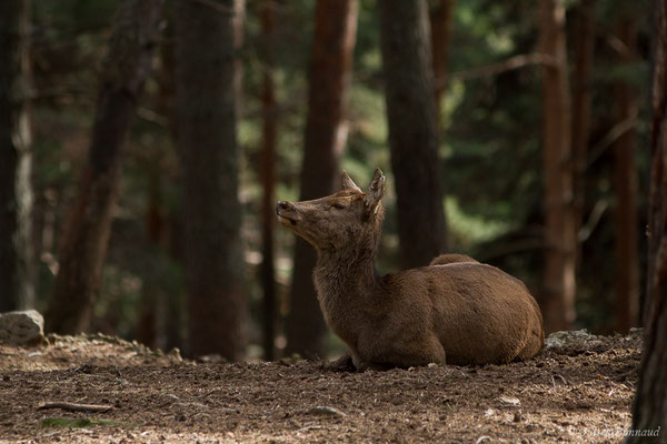 Cerf élaphe – Cervus elaphus Linnaeus, 1758, (Parc faunistique Lacuniacha, Huesca, Espagne, le 09/02/2020)