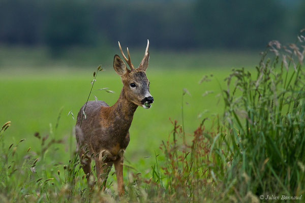 Chevreuil européen – Capreolus capreolus (Linnaeus, 1758), (Monségur (40), France, le 23/05/2019)