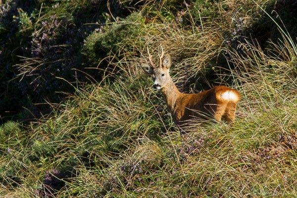 Chevreuil européen – Capreolus capreolus (Linnaeus, 1758), (Station de ski de Gourette, Eaux-Bonnes (64), France, le 17/09/2021)