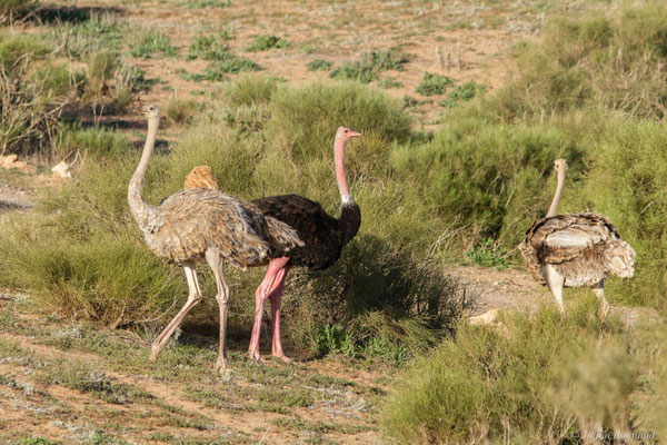 Autruche à cou rouge ou autruche Afrique du Nord —  Struthio camelus Linnaeus, 1758, (Parc national de Souss-Massa, Sidi Binzarne (Agadir), (réserve des gazelles), le 01/02/2023) 