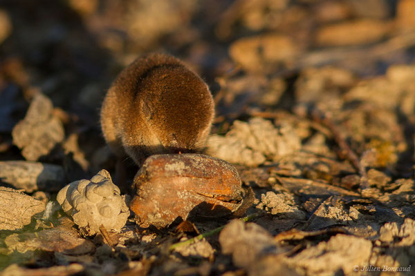 Musaraigne pygmée — Sorex minutus Linnaeus, 1766