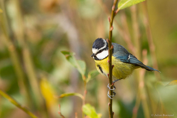 Mésange nord-africaine — Cyanistes teneriffae (Lesson, 1831), (Ouzoud (Béni Mellal-Khénifra), Maroc, le 20/02/2023)
