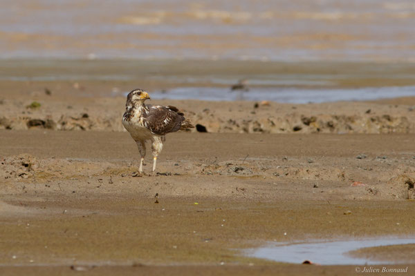 Buse buson — Buteogallus aequinoctialis (Gmelin, 1788), (juvénile), (Dégrad des Cannes, Remire-Montjoly, Guyane, le 15/04/2017)