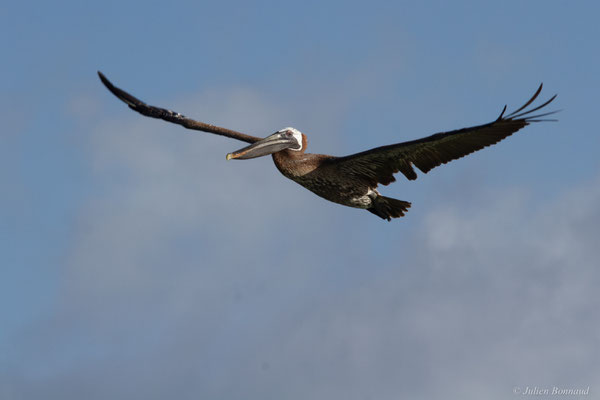 Pélican brun — Pelecanus occidentalis Linnaeus, 1766, (Saint-Anne, Guadeloupe, le 15/05/2016)