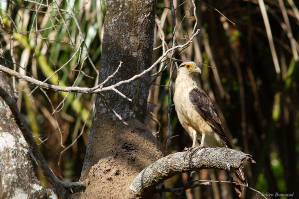 Caracara à tête jaune — Milvago chimachima (Vieillot, 1816), (adulte), (Iracoubo, Guyane, le 19/08/2016)
