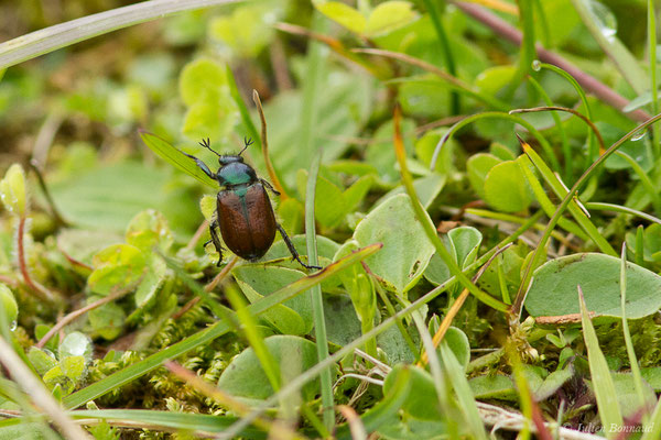 Amphimallon ruficorne (Station de ski de Gourette, Eaux Bonnes (65), France, le 15/06/2020)