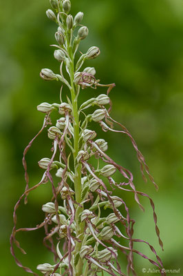 Orchis bouc, Himantoglosse à odeur de bouc — Himantoglossum hircinum (L.) Spreng., 1826