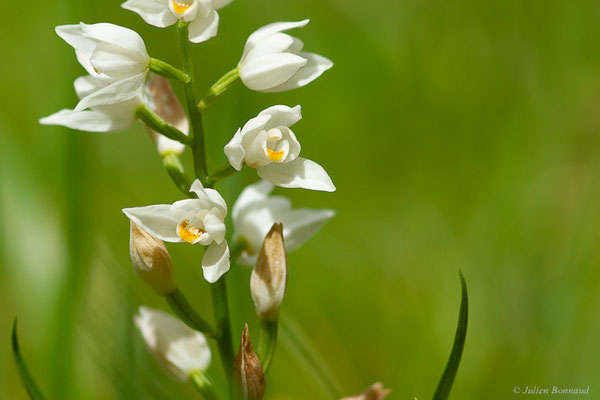 Céphalanthère à feuilles étroites — Cephalanthera longifolia (L.) Fritsch, 1888