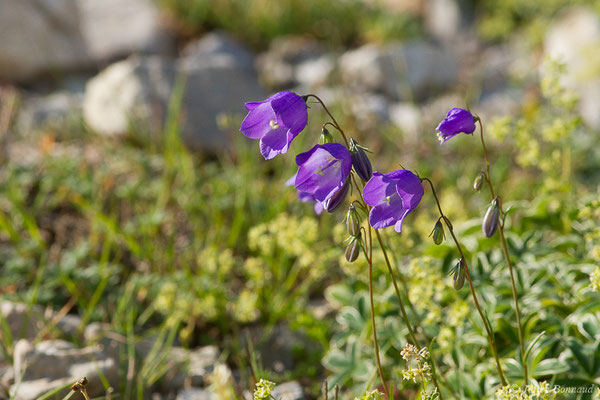 Campanule de Scheuchzer — Campanula scheuchzeri Vill., 1779, (Station de ski de Gourette, Eaux Bonnes (64), France, le 29/07/2020)