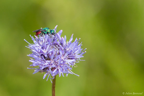 Guêpe coucou ou Guêpe dorée (Chrysis ignita) (Pontonx-sur-l'Adour (40), le 25/05/2020)