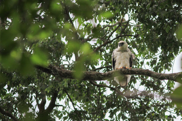 Harpie féroce — Harpia harpyja (Linnaeus, 1758), (juvénile), (Paramana, Matoury, Guyane, le 28/12/2015)