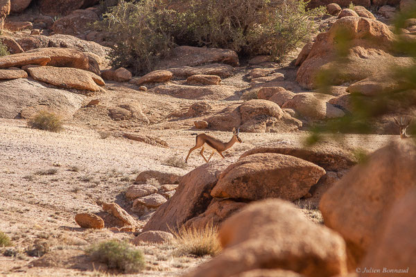 Gazelle de Cuvier — Gazella cuvieri (Ogilby, 1841), (Tafraoute, (Souss-Massa), Maroc, le 04/02/2023)