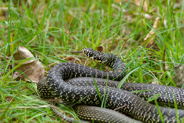 Couleuvre verte et jaune — Hierophis viridiflavus (Lacepède, 1789), (adulte), (Juillan (65), France, le 02/04/2022)