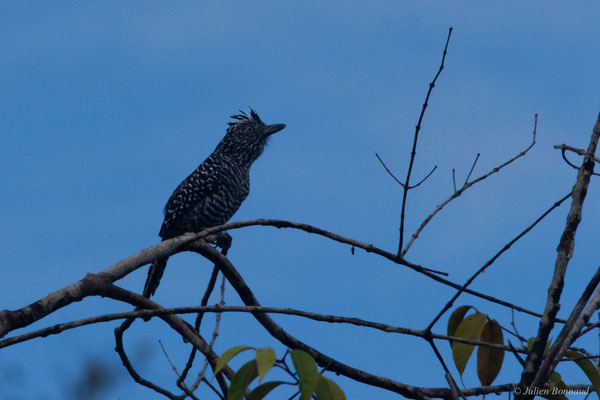 Batara rayé — Thamnophilus doliatus (Linnaeus, 1764), (mâle adulte), (Lac de Petit-Saut, Sinnamary, Guyane, le 04/08/2016)