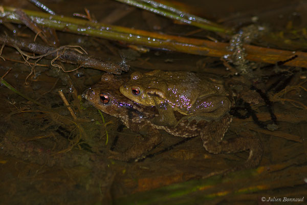 Crapaud épineux — Bufo spinosus (Daudin, 1803)