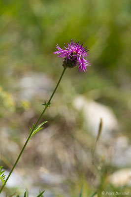 Centaurée scabieuse — Centaurea scabiosa L., 1753
