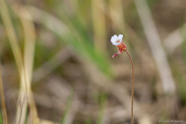 Grassette du Portugal — Pinguicula lusitanica L., 1753, (Narrosse (40), France, le 28/04/2023)