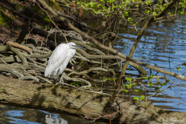 Aigrette garzette — Egretta garzetta (Linnaeus, 1766), (Lac d'Orthez (64), France, le 16/03/2019)