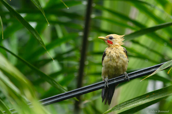 Pic jaune — Celeus flavus (Statius Müller, 1776), (Iracoubo, Guyane, le 12/07/2016)