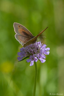 Myrtil — Maniola jurtina (Linnaeus, 1758), (Pierrefitte-Nestalas (65), France, le 20/05/2019)