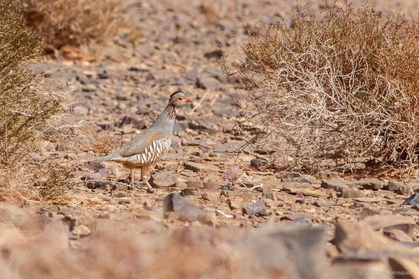 Perdrix gambra — Alectoris barbara (Bonnaterre, 1790),  (Msseyed (Guelmim-Oued Noun), Maroc, le 29/03/2024)