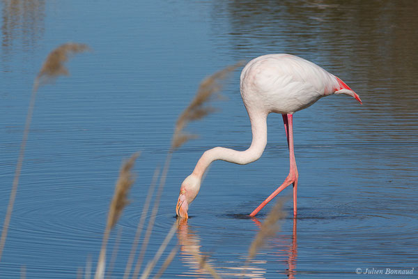Flamant rose – Phoenicopterus roseus Pallas, 1811, (Parc ornithologique de Pont de Gau (13), France, le 20/02/2020)