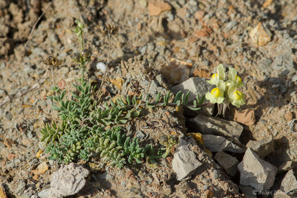 Linaire maritime — Linaria supina var. maritima (DC.) Duby, 1828, (Bidart (64), France, le 09/11/2018)