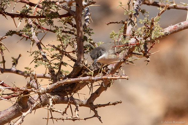 Fauvette orphée — Curruca hortensis (J.F. Gmelin, 1789),(Msseyed (Guelmim-Oued Noun), Maroc, le 28/03/2024)