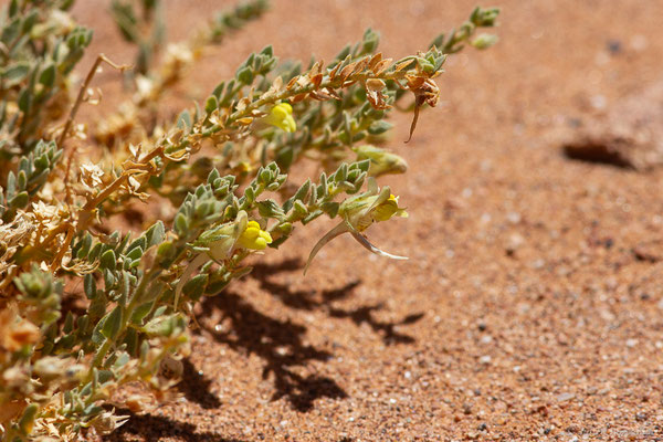 Kickxia aegyptiaca (L.), (Msseyed (Guelmim-Oued Noun), Maroc, le 27/03/2024)