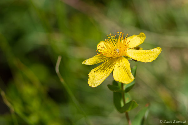 Millepertuis de Richer — Hypericum richeri subsp. richeri Vill., 1779