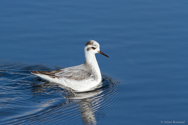 Phalarope à bec large — Phalaropus fulicarius (Linnaeus, 1758), (Capbreton (40), France, le 02/12/2022)