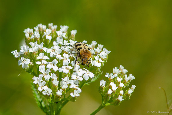 Trichie — Trichius sp., (Duhort-Bachen, (64), France, le 04/05/2023)