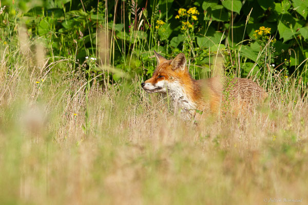 Renard roux — Vulpes vulpes (Linnaeus, 1758), (Mourenx (64), France, le 01/06/2022)