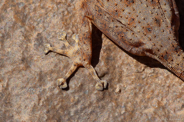 Gecko palmé d'Oudri — Ptyodactylus oudrii Lataste, 1880, (Msseyed (Guelmim-Oued Noun), Maroc, le 27/01/2024)