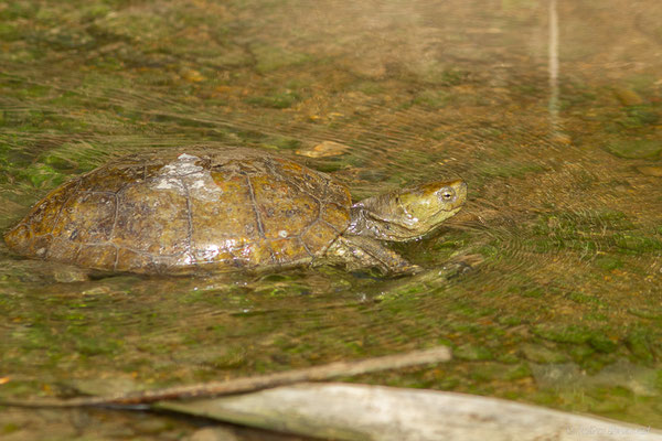 Émyde lépreuse — Mauremys leprosa (Schweigger, 1812)