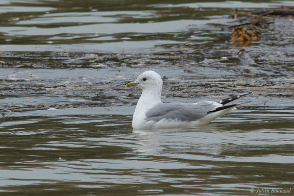 Goéland cendré — Larus canus Linnaeus, 1758, (Tarnos (64), France, le 12/03/2020)