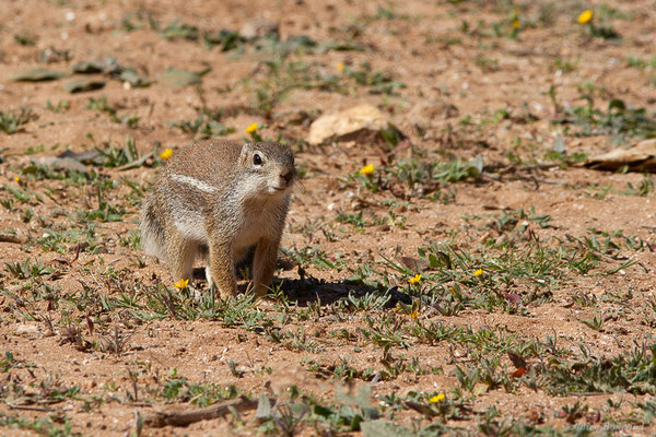 Écureuil fouisseur ou Rat palmiste — Xerus erythropus E. Geoffroy Saint-Hilaire, 1803, (Laazib (Guelmim-Oued Noun), Maroc, le 30/01/2023)