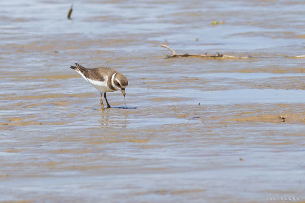 Gravelot semipalmé — Charadrius semipalmatus Bonaparte, 1825, (adulte, plumage internuptial), (Route des plages, Remire-Montjoly, Guyane, le 29/03/2017)