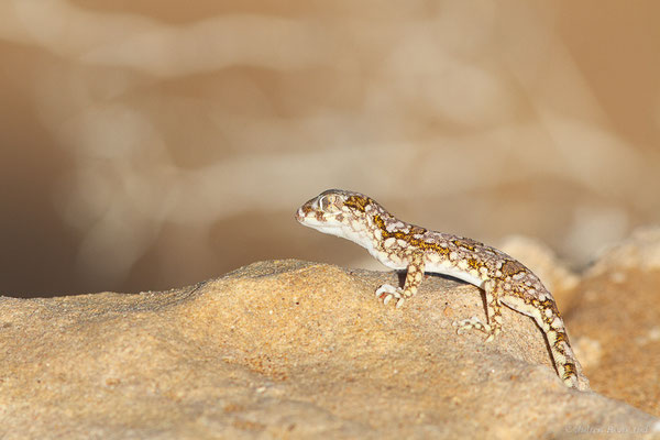 Sténodactyle de Maurétanie — Stenodactylus mauritanicus Guichenot, 1850, (Daoura (Laâyoune-Sakia El Hamra), Maroc, le 03/11/2023)