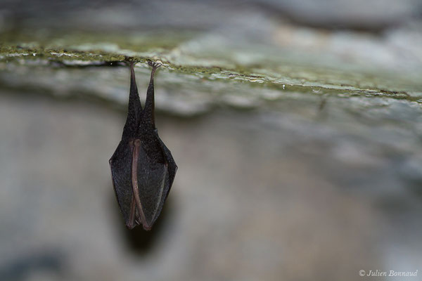 Petit rhinolophe – Rhinolophus hipposideros (Borkhausen, 1797), (Fort du Portalet, Etsaut (64), France, le 19/04/2021)