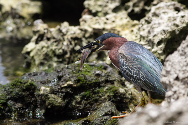 Héron vert — Butorides virescens (Linnaeus, 1758), (adulte) (Baie Mahault, Guadeloupe, le 17/05/2016)
