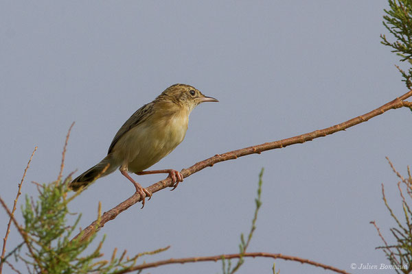 Cisticole des joncs – Cisticola juncidis (Rafinesque, 1810), (Guadalhorce, Malaga (Andalousie), le 08/08/2020)